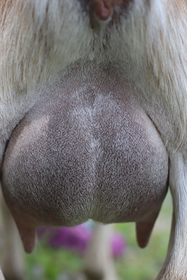 lesperance caramel drizzle